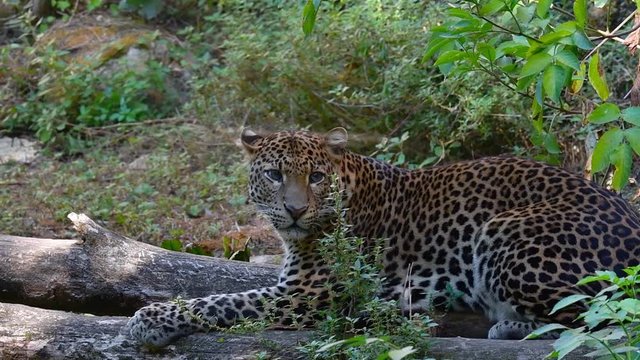 Javan Leopard Tutul Panthera Pardus Melas Java Island Leopard Pictures Wall  Decor Jungle Animal Pictures for Wall Posters of Wild Animals Jungle