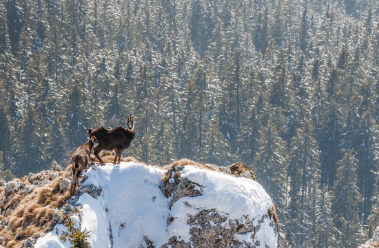 Alpine chamois standing on cliff in winter above forest