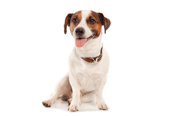 Jack Russell terrier