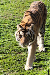 tiger in zoo