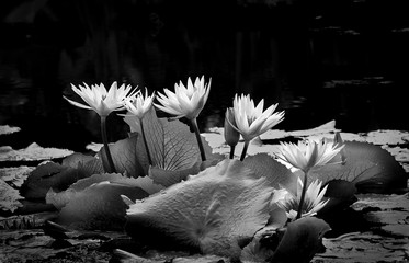 Black and  White image of  Water Lilies  in a pond