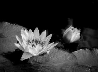 Black and  White image of  Water Lilies  in a pond