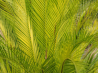 Close up of yellow and green , yellow, green tropical palm branches