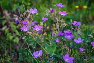 Flowers in a meadow nature. Natural summer background with flowers in the meadow in the morning sun rays. Morning field background with flowers.