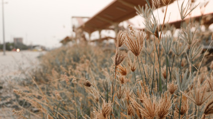 ears of wheat in the field