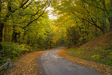 Obraz premium Beautiful forest in the autumn. Bright, colorful picture. Asphalt road in the woods. Dried yellow and brown leaves on the side of the road.