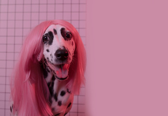 Happy adorable smiling Dalmatian dog in pink wig. Pink Background. Copy space
