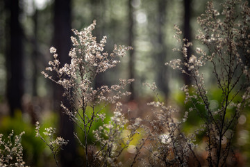 Light dances on wild flowers in a forrest