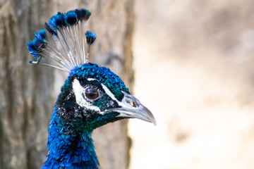 Highly detailed shot of a peacock head