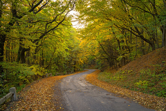 Beautiful forest in the autumn. Bright, colorful picture. Asphalt road in the woods. Dried yellow and brown leaves  on the side of the road.