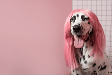 Happy adorable smiling Dalmatian dog in pink wig. Pink Background. Copy space