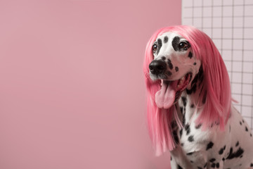 Funny fashion dalmatian dog in pink wig. Hairstyle party concept. Dog looks left. Pink background....