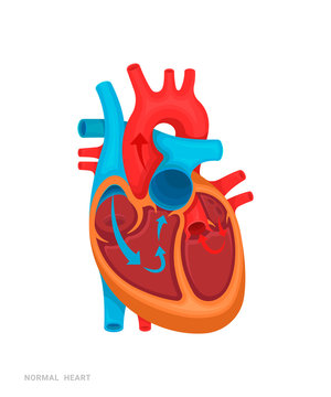 Normal heart. Illustration for medicine books, websites, apps.