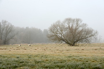 Winterspaziergang. 2 Weißstörche auf einer winterlichenWiese