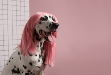 Happy cute Dalmatian dog in pink wig. Pink Background. Copy space