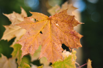 Autumn leaves of maple. Yellow and orange fall leaf