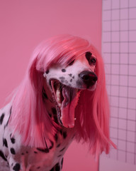 Cute yawning dalmatian dog portrait in pink wig. Fashion dog in pink coat. Pink background Copy...