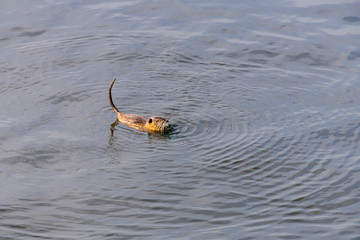 Adult beaver eating a plant. Beaver in a lake. Beaver in water in the evening. © sunfreez