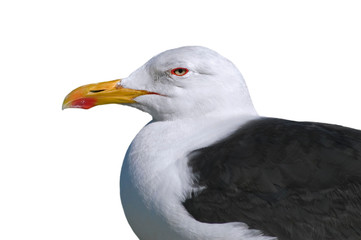 Lesser black-backed gull (Larus fuscus) close up of head against white background