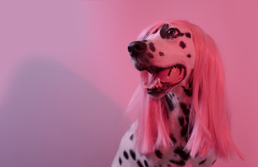 Funny fashion dalmatian dog in pink wig. Hairstyle party concept. Dog looks left. Pink background....