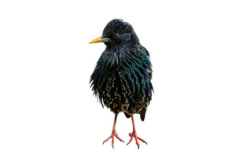 Common starling / European starling (Sturnus vulgaris) against white background