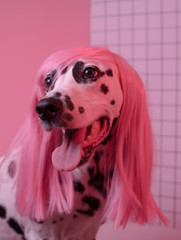Portrait of dorable dalmatian lady dog in pink wig on pink background. Fashion party diva