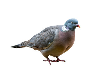 Common wood pigeon (Columba palumbus) against white background
