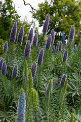 Flower Festival in Toowoomba, QLD, Australia
