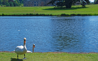 White swans in the park in Leeds Castle in Kent in the UK.
