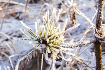 Pine tree branch with frost, Finland