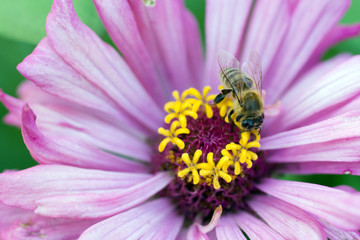 Honeybee on a south african daisy
