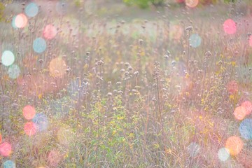 Colored bokeh in grass