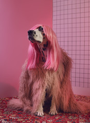 Adorable dalmatian lady dog in pink wig on pink background. Fashion party diva. Copy Space