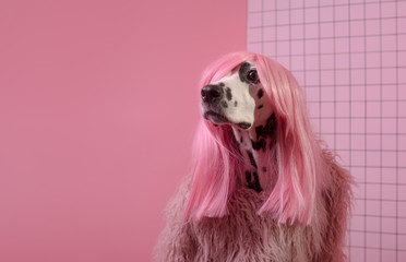 Adorable dalmatian lady dog in pink wig on pink background. Fashion party diva. Copy Space