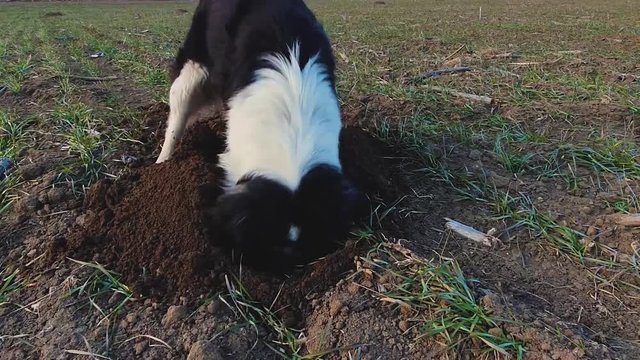 Determined dog digging a hole in the ground on a open field, in search of small rodents. Purposeful pet scratching soil and dirt with his paws.