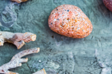 stones and shells on beach