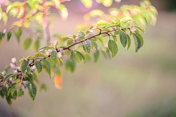 Green tree branches with blank background