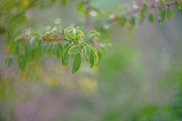 Green tree branches with blank background