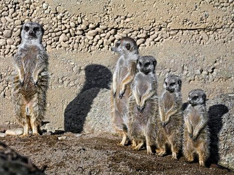 Five Meerkats Standing In Line On The Stone. Latin Name - Suricata Suricatta