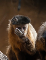 one monkey sapajus libidinosus