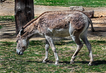 Naklejka na ściany i meble Kulan or asian wild donkey on the lawn. Latin name - Equus hemionus 