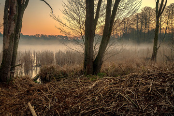 A sunrise on a small lake with fog and golden warm light. Concept: landscapes and nature