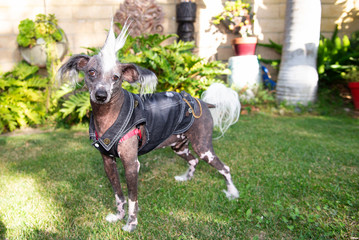 Chinese Crested Dog with spike haircut and biker denim jacket and chains dressed for Halloween