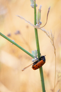 Mylabris hieracii. Beetle in its natural environment.