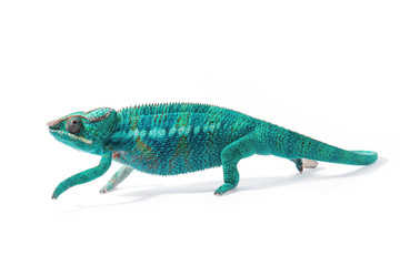 Close up of rare Panther Chameleon Nosy Be on white background.