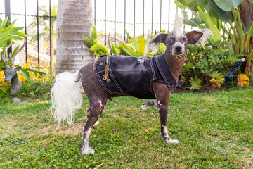 Chinese Crested Dog with spike haircut and biker denim jacket and chains dressed for Halloween