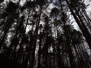 trees in the forest