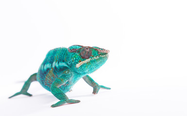 Close up of rare Panther Chameleon Nosy Be on white background. © vladimirhodac