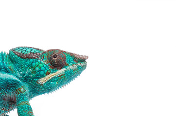 Close up of rare Panther Chameleon Nosy Be on white background. © vladimirhodac