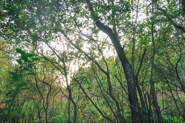 Forest trees mossy trunks branches with green leaves bright sunlight landscape